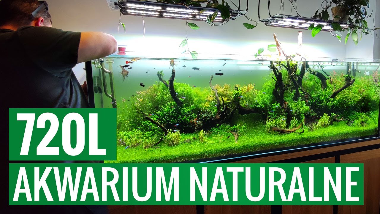 Akwarium naturalne 720 L