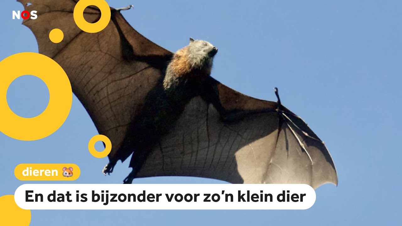 Huh? Vleermuizen kunnen hoger en lager zingen dan zangers