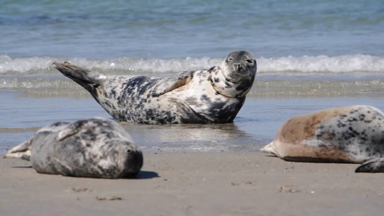 Kegelrobben und Seehunde auf Helgoland