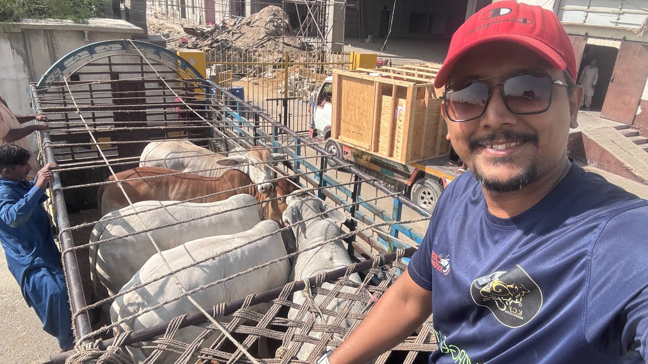 🇺🇸Высший генетик США от JDH Top Quality Brahman прибыл в Пакистан🇵🇰Путь к разведению KCF