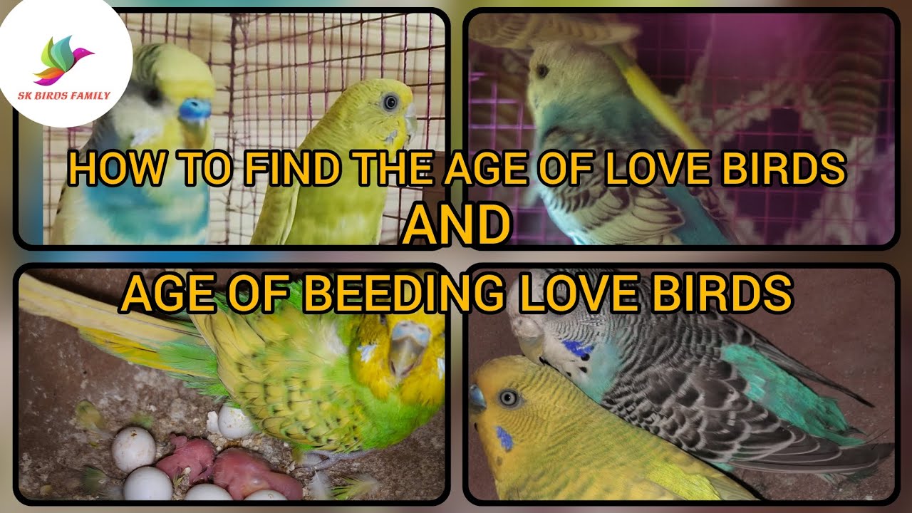 AGE OF BREEDING LOVE BIRD'S AND HOW TO FIND THE AGE OF LOVE bird's IN தமிழ்