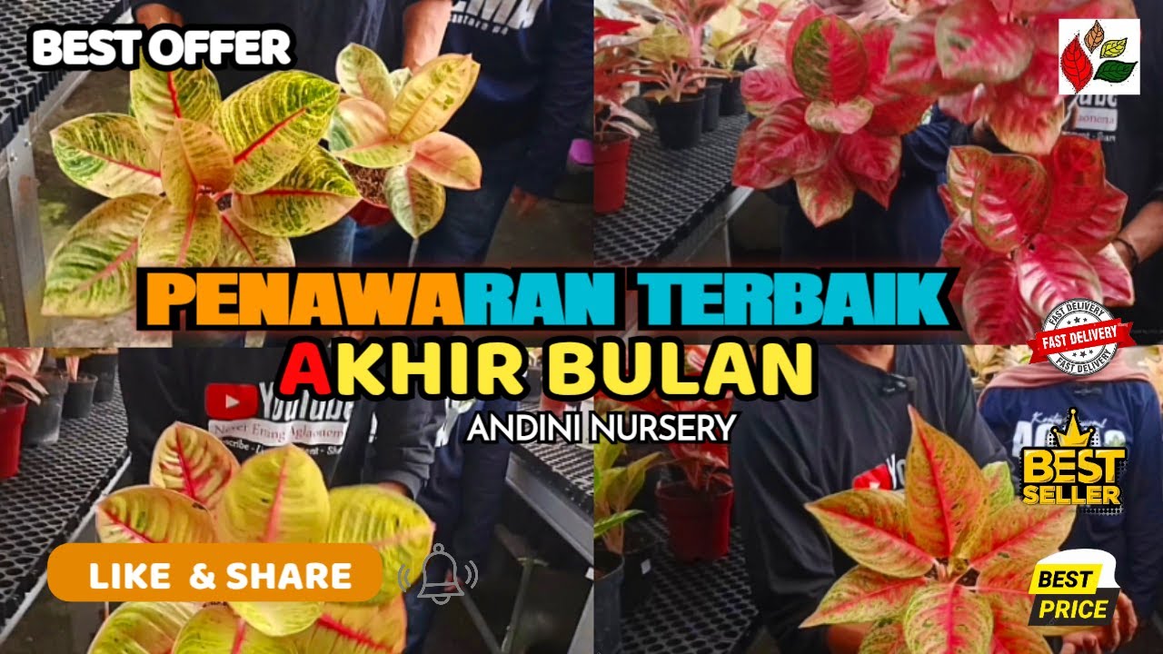 Penawaran Terbaik Akhir Bulan❗Banyak Promo Discount❗Order Sekarang❗