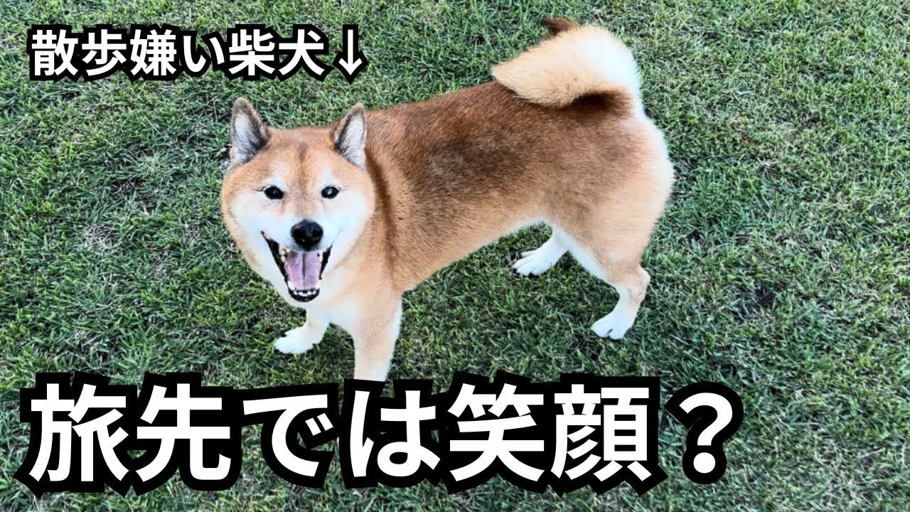 散歩でいつもブチ切れる柴犬が、旅先で見せる表情がヤバすぎた【淡路島前編】