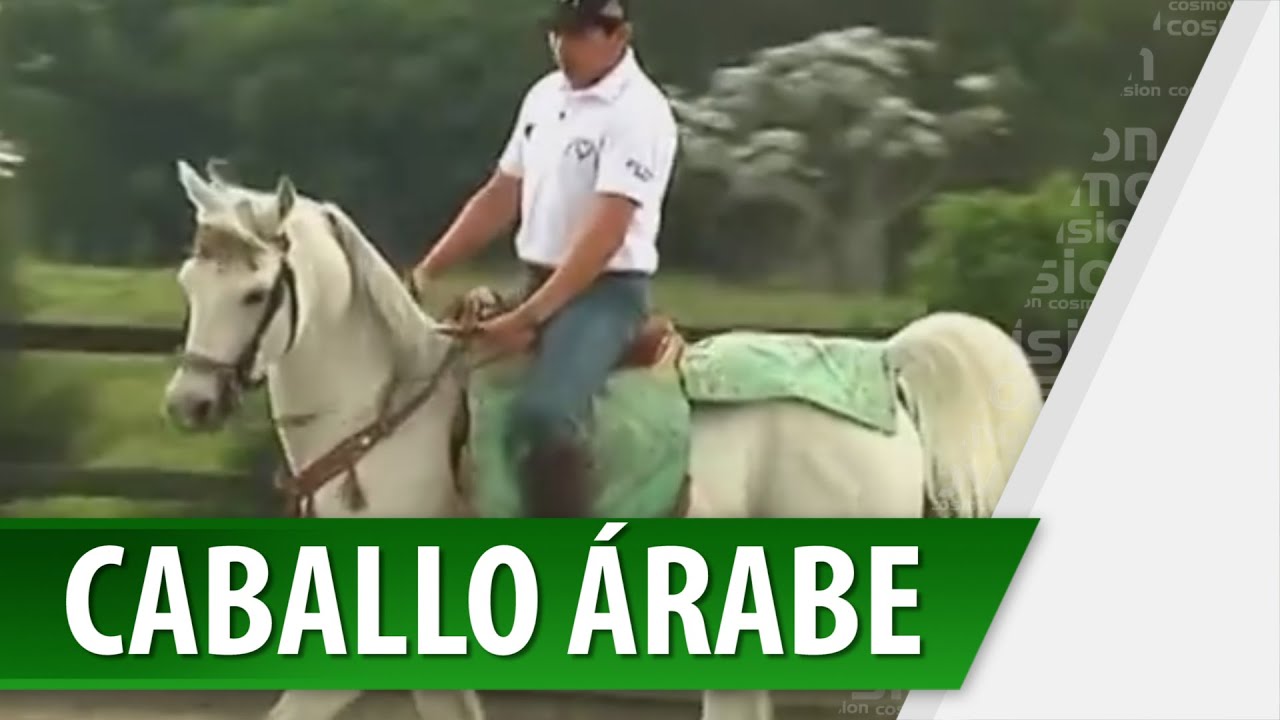 Caballos Pura Sangre / Caballos Árabes en Muy Masculino.