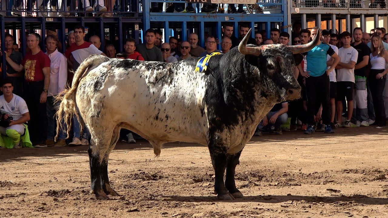 Suelta de 6 Toros miércoles de Fira de Onda - 22-10-25