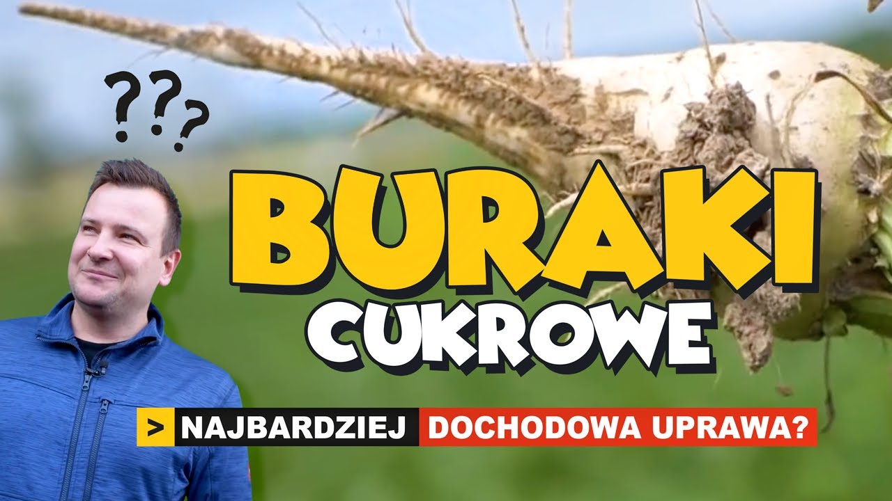 BURAKI CUKROWE - NAJBARDZIEJ DOCHODOWA UPRAWA?