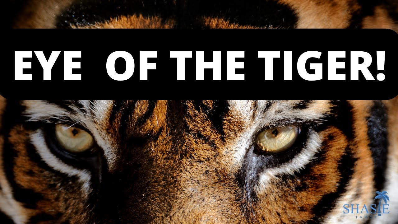 Scorpio ♏️ EYE OF THE TIGER!!! 🐅NOT backing down! 🤺The MORE RESISTANCE the HARDER I’LL FIGHT!❤️‍🔥