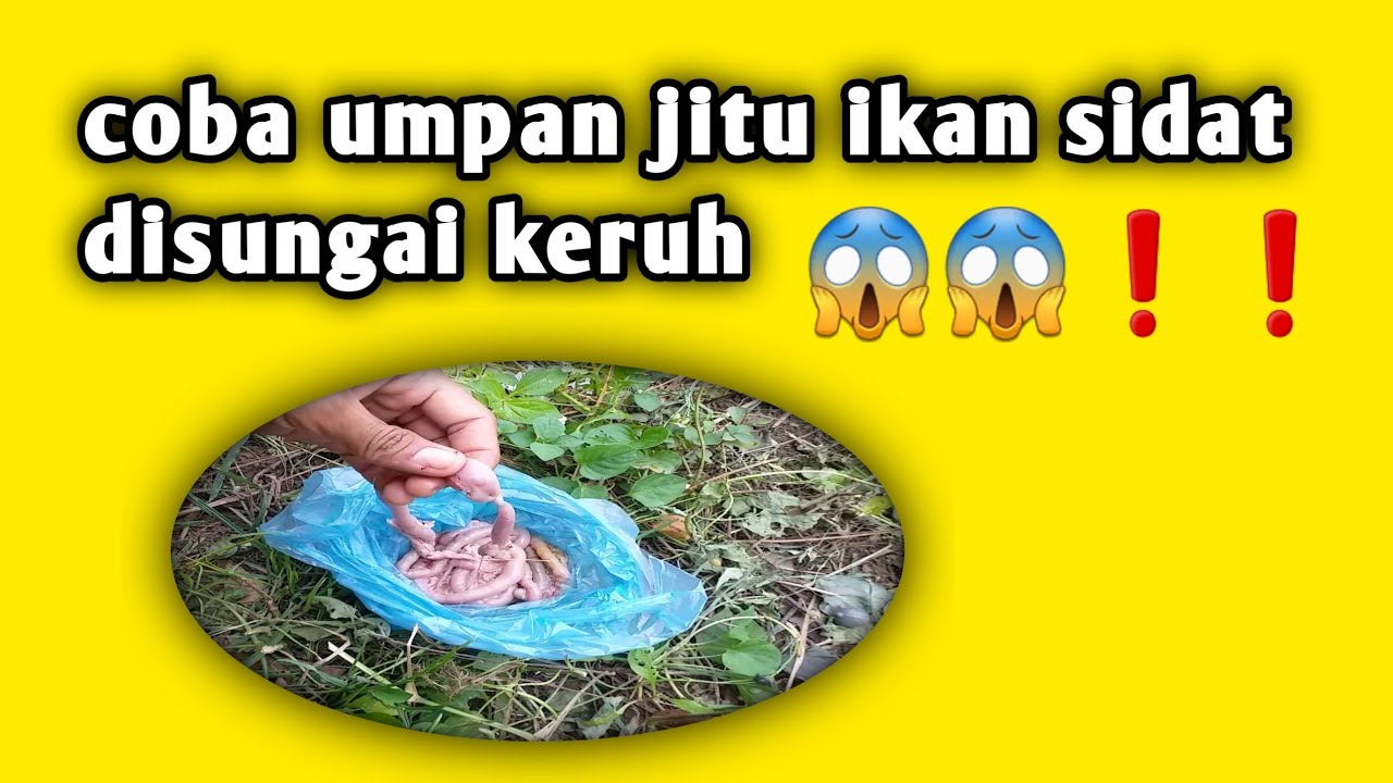 Umpan sidat disungai keruh....😱