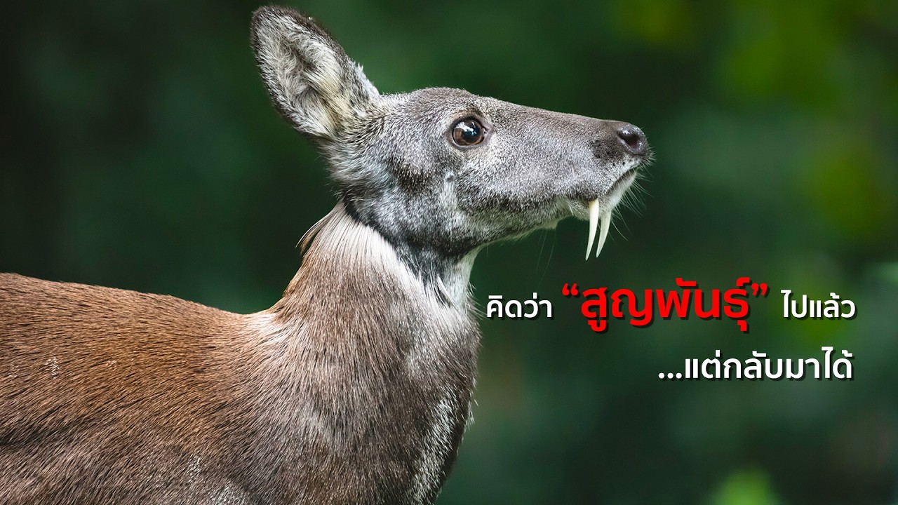 9. สิ่งมีชีวิตที่เคยถูกประกาศว่าสูญพันธุ์ แต่กลับฟื้นคืนมาอีกครั้ง