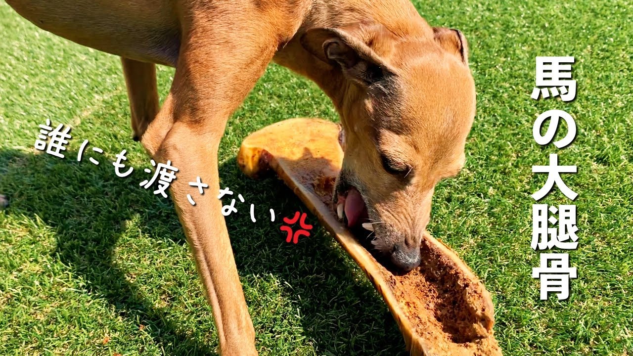 大型犬がイタグレから巨大な骨のおやつを奪う様子が可愛かった【多頭飼い】