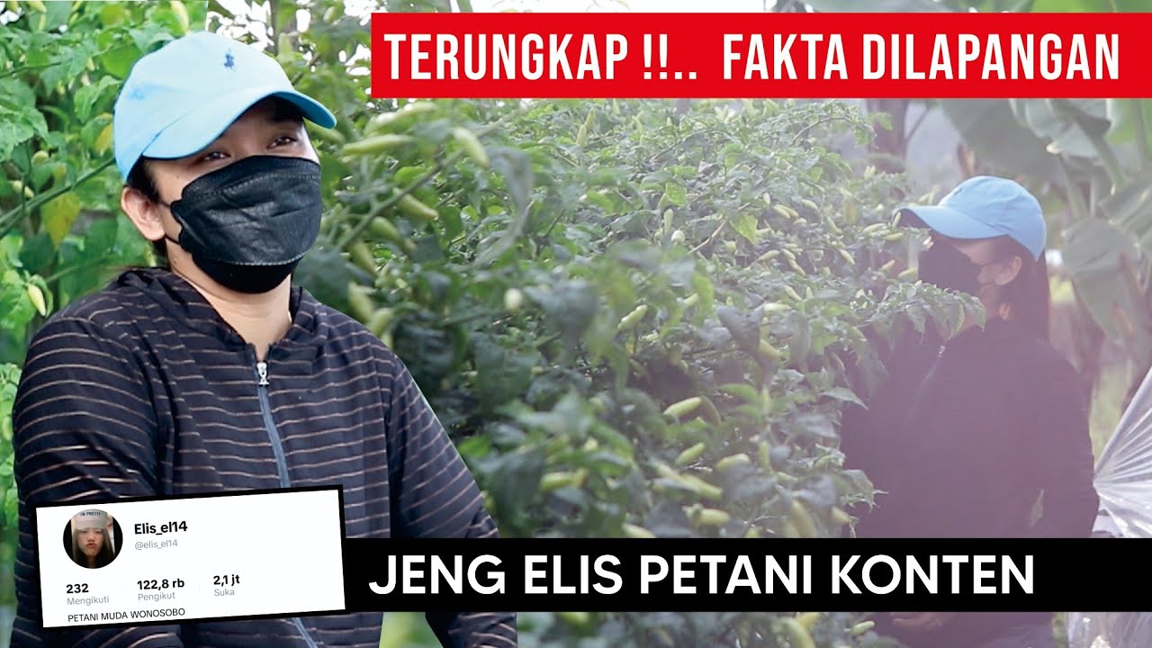 Terungkap fakta..!! Cara menanam cabe metode Elis_el14 petani konten tiktok