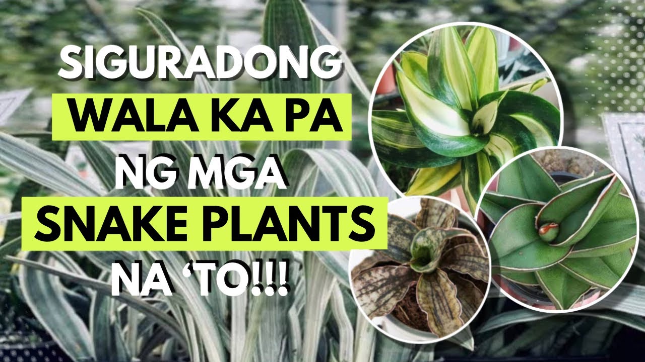 MERON KANA BA NG MGA USONG SNAKE PLANTS VARIETIES NGAYONG TAON?!