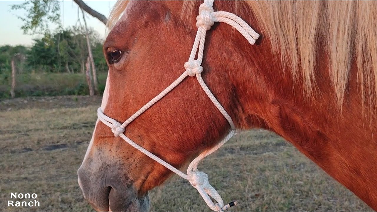 Jáquima para Caballo Nudos Cuadrados