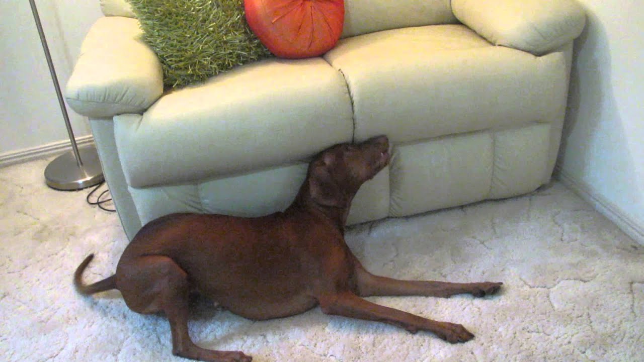 Vizsla gone crazy after bath!