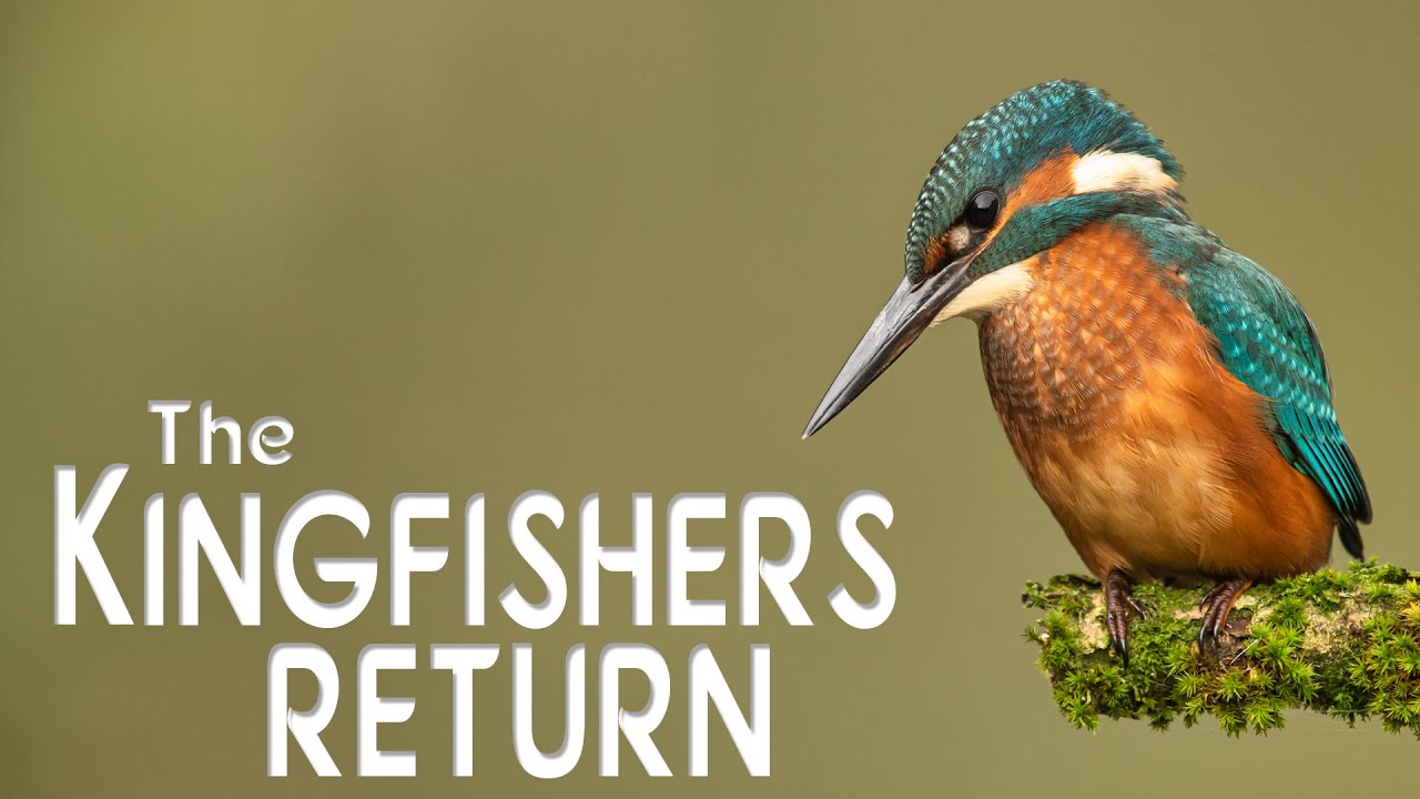 Photographing Kingfishers - They have returned to my local pond