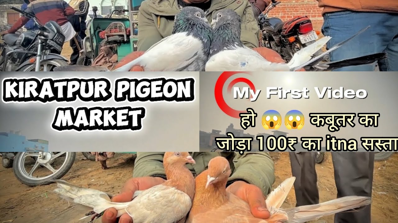 100₹ कबूतर का जोड़ा 