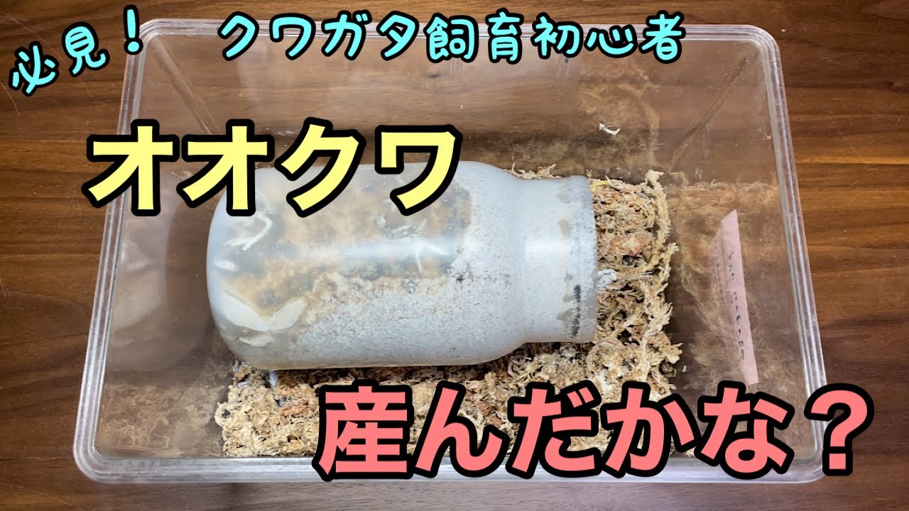 【オオクワ】菌糸ビン産卵セットを暴く