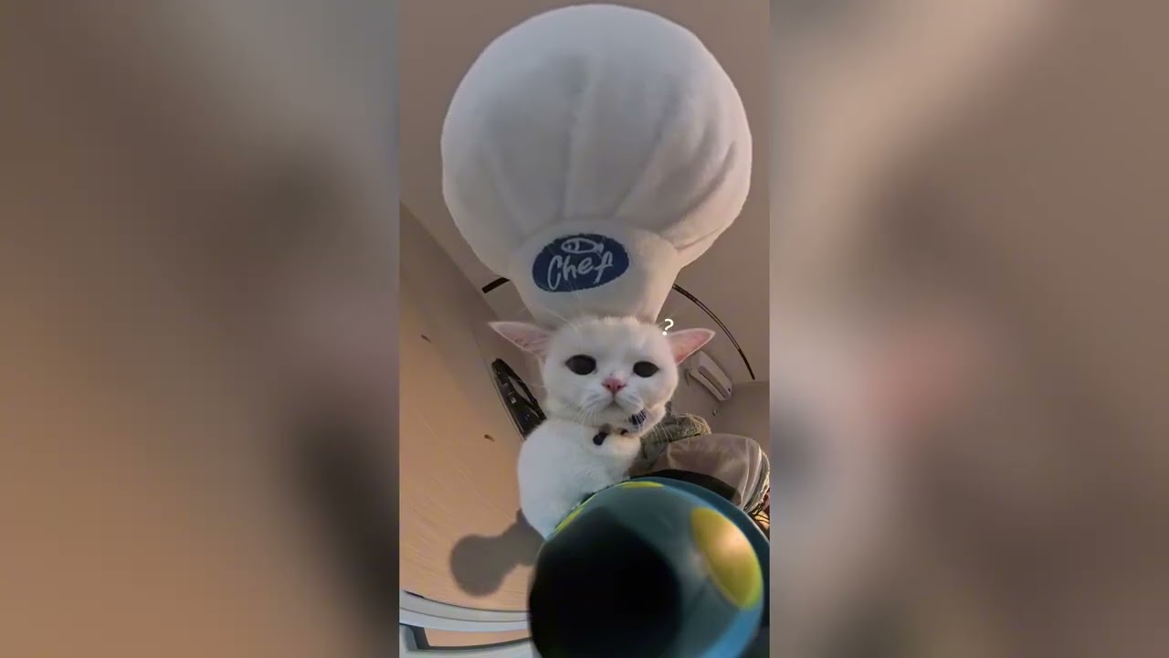 Cute Pet Debut Plan