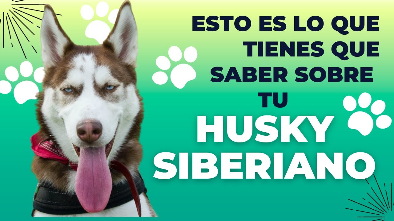 Huskie Siberiano Curiosidades que debes de saber antes de tenerlo