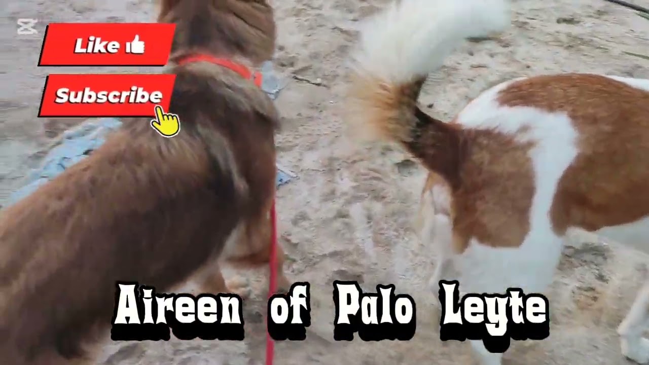 Part 1 Sunday Morning Walk with our 4 dogs. #ofwkuwait #smallyoutuber 