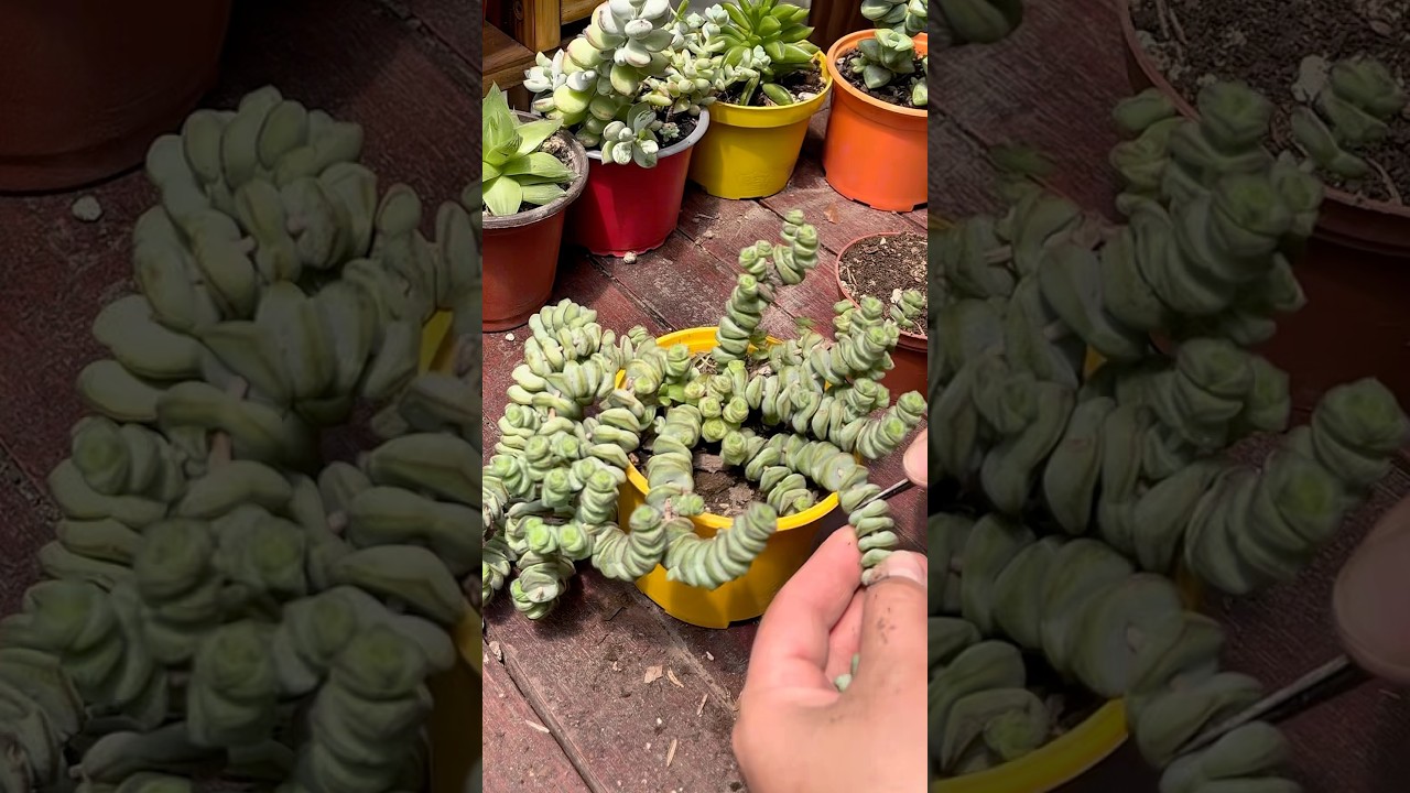 Consejos &uacute;tiles para suculentas!!! | Useful tips for succulents!