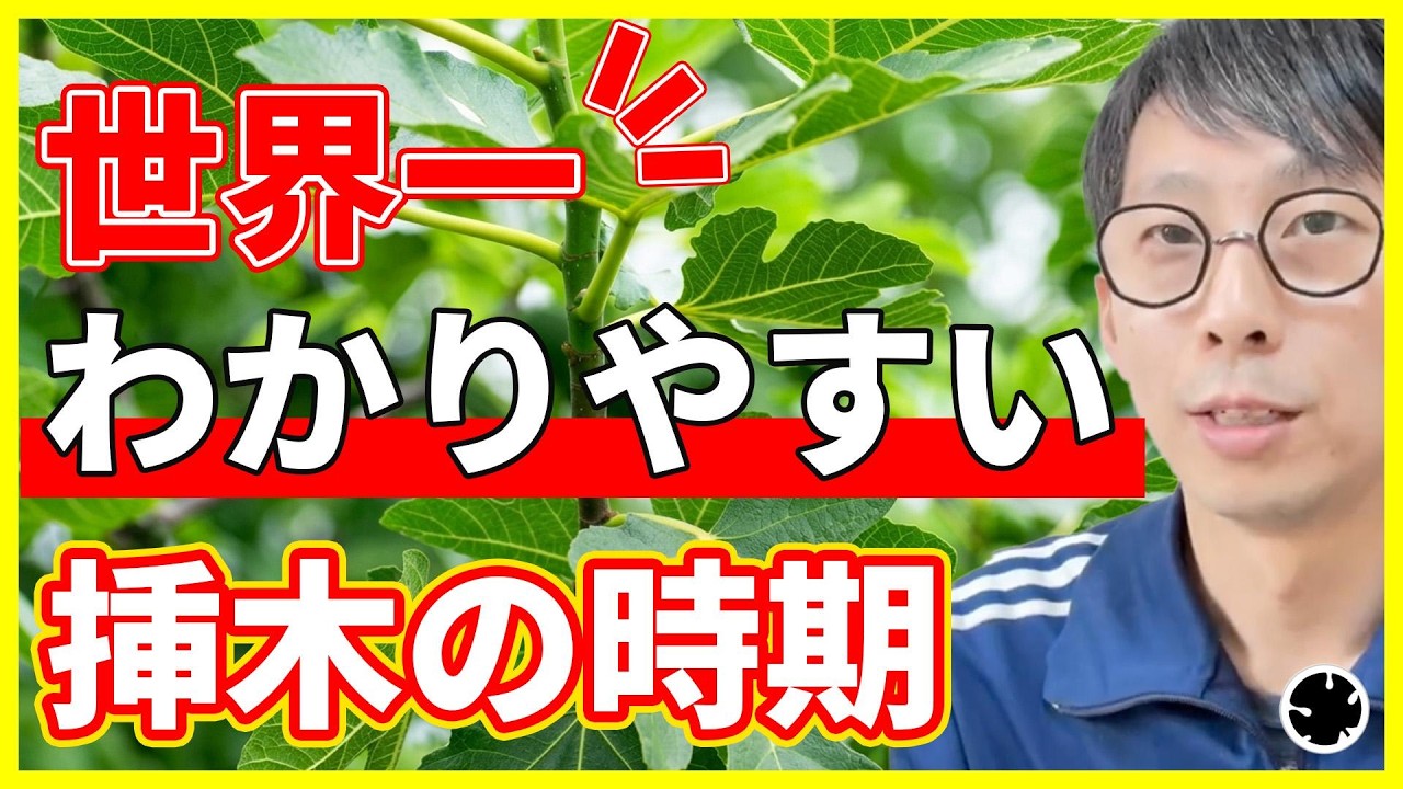 【イチジク】最適な挿木のタイミングと、穂木の切り出し時期を解説（育て方）