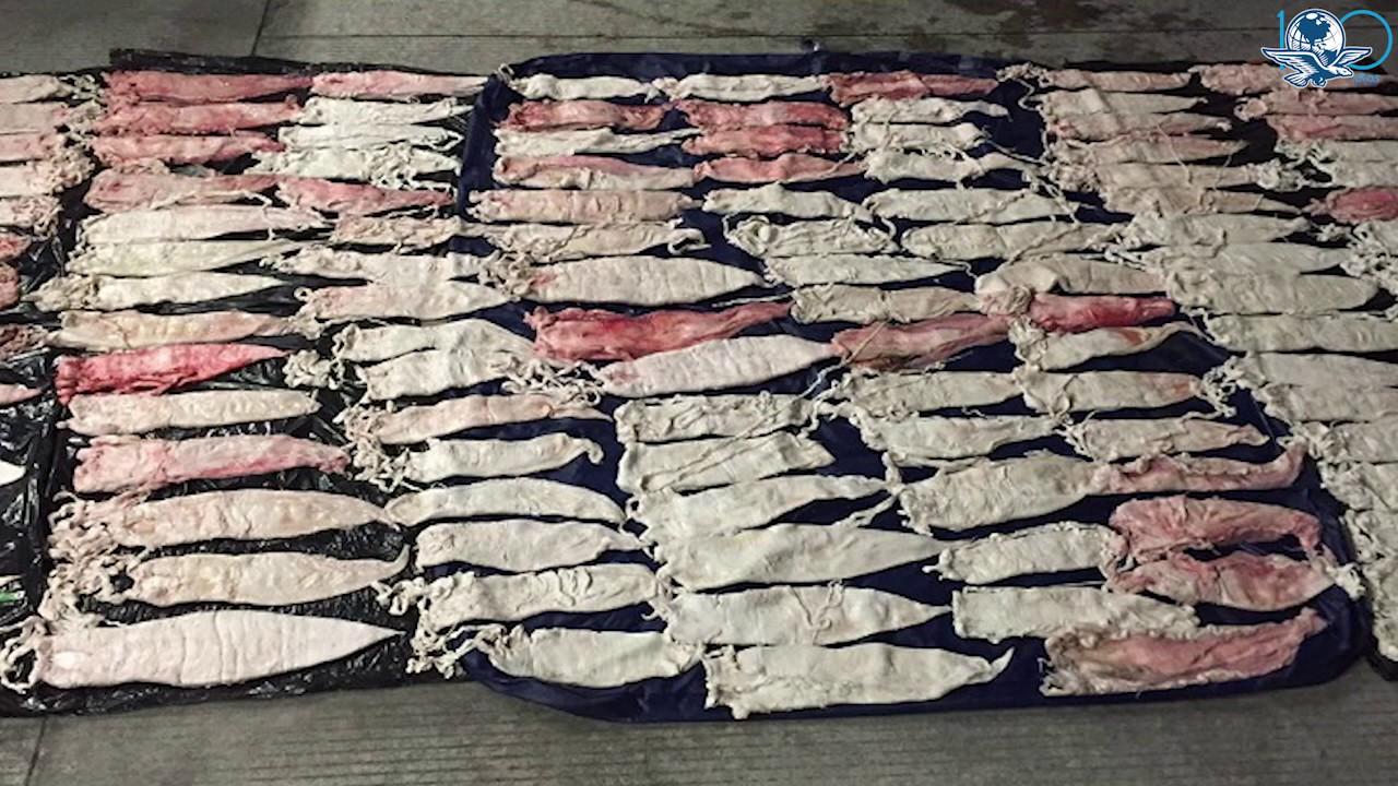 Totoaba, un pez más caro que la cocaína