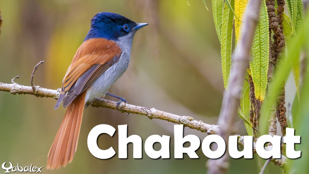 Une minute pour un oiseau : Chakouat (Tchitrec des Mascareignes) - Yabalex