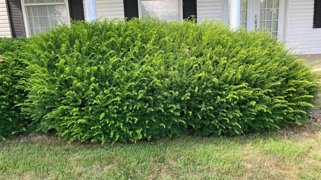 Big Pruning Job