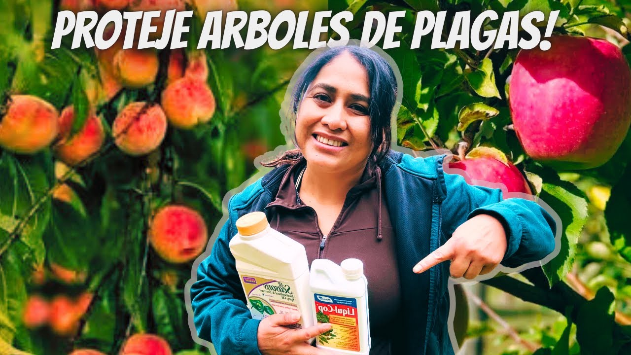 Cómo proteger árboles de durazno y manzanas de plagas y tener una buena cosecha.  