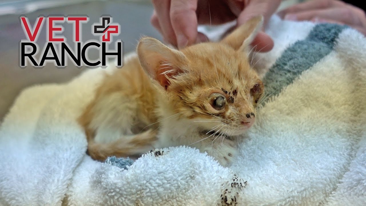 Самый грустный котенок, которого вы когда-либо видели
