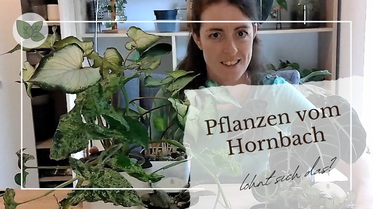 Pflanzen vom Hornbach 😱🍃 taugen die was???