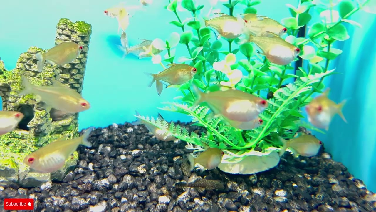 Lemon Tetras - large size