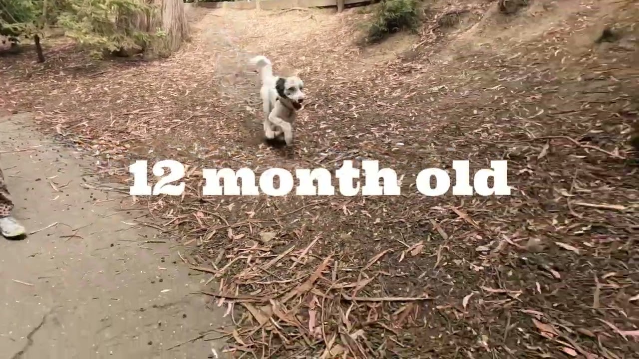 [4 - 13 month old] Pyredoodle Puppy Oakie's Leash Training & Dog Park