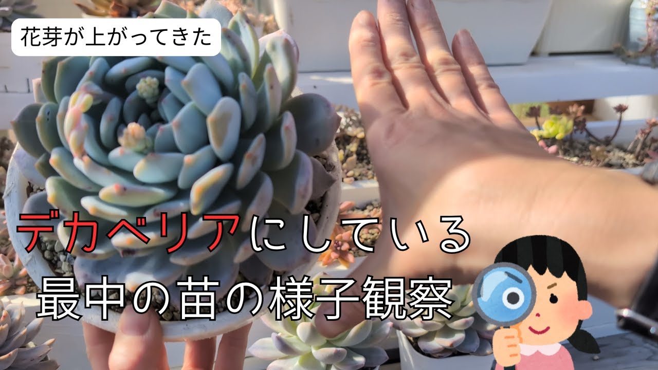 「多肉植物」寒さに当たった苗の処置。防寒対策の重要性を再確認。デカベリアにしている最中の苗は形・色綺麗にキープ中