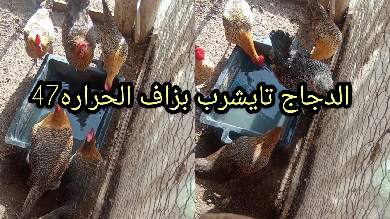 #الحراره #فمراكش #مرتفعه #والدجاج #الفيومي #يتكيف مع #الأجواء ولاكن #الماء #النظيف #ضروري باش #يقاوم