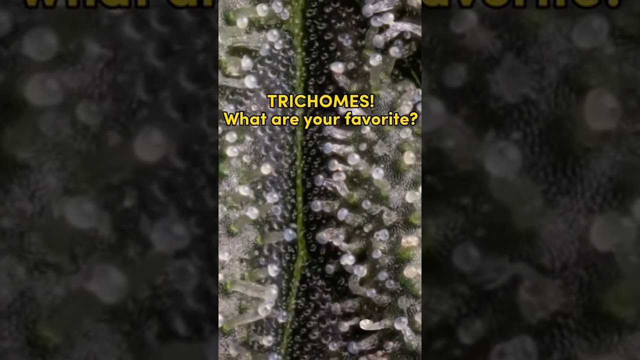 What are your favorite? #growers #plantsoverpills