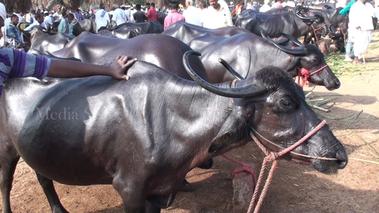 Mudalagi buffalo bazaar | Local buffalo breeds