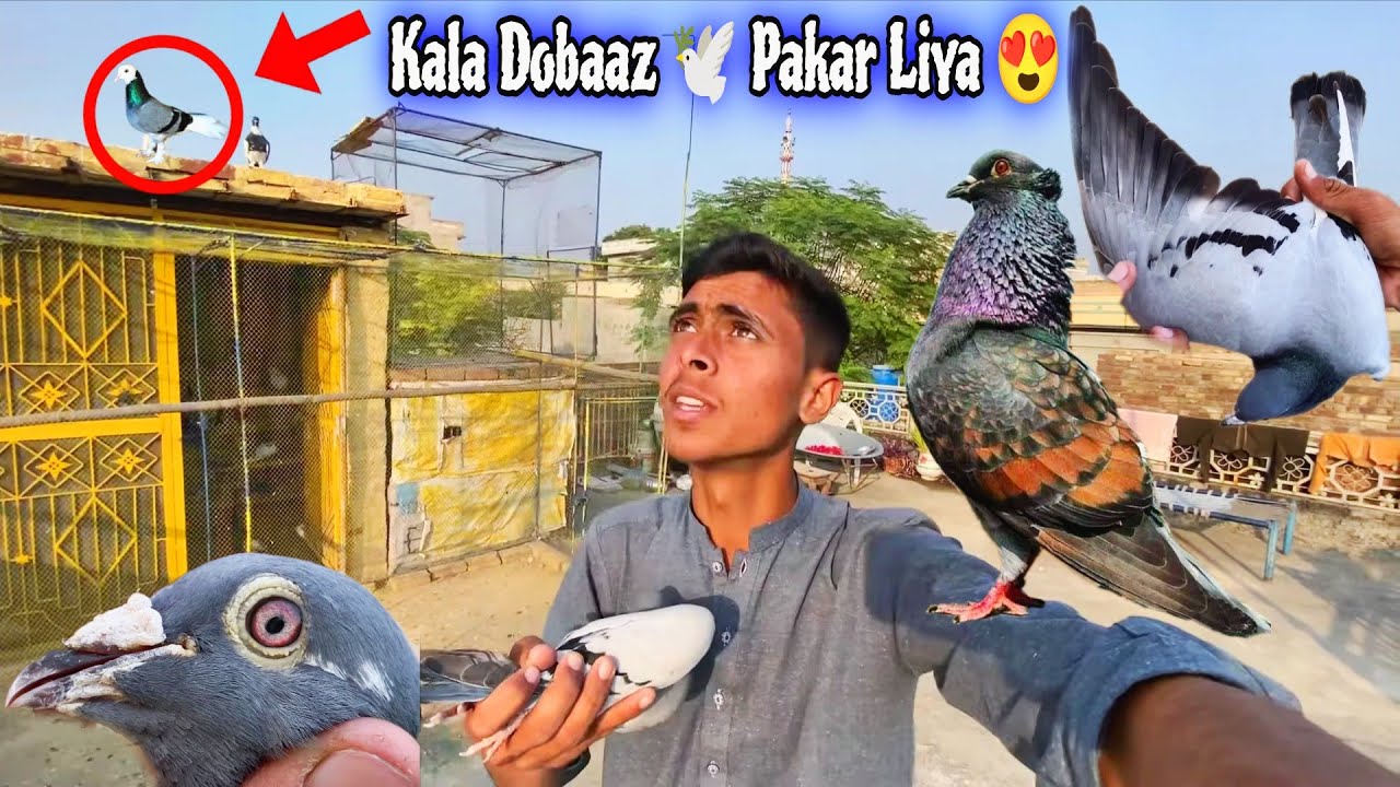 Дилавар Не 1_Ор Калуу Добааз 🕊️ Кабутар Пакар Лия 🥰