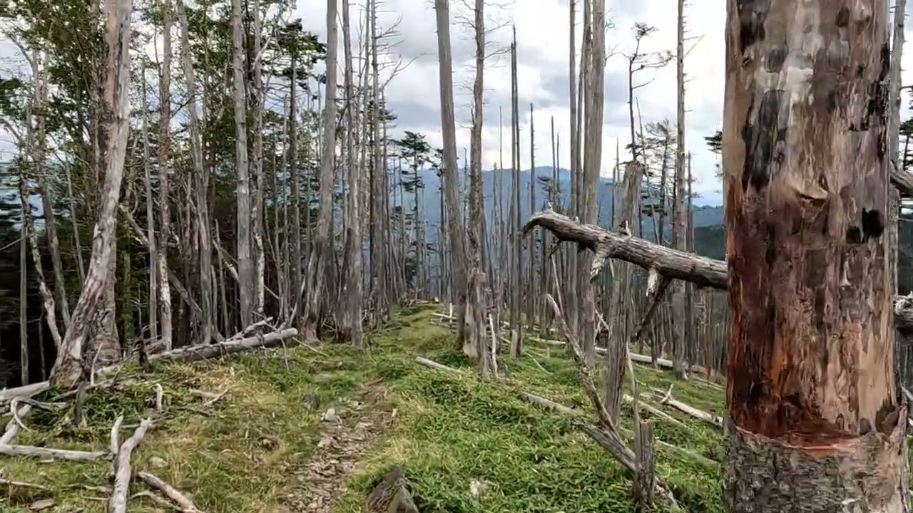 山道３００　立ち枯れした木々の中