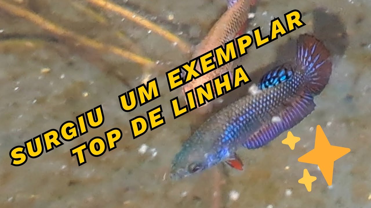 PEIXE BETA, EXEMPLAR TOP DE LINHA, PROMISSOR PARA O PROJETO LINHAGEM 