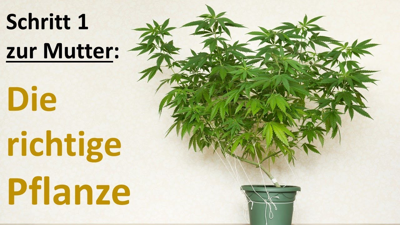Die eigene Cannabis Mutterpflanze z&uuml;chten - Genetik und Auswahl der richtigen Pflanze