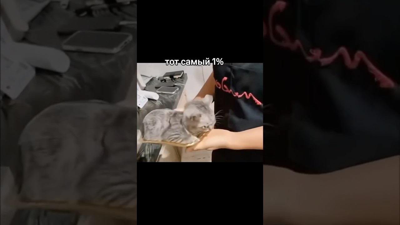 Когда коту плохо, некогда выбирать. Автор видео: @vet.chel  #комментарии #юмор #смешныекомментарии