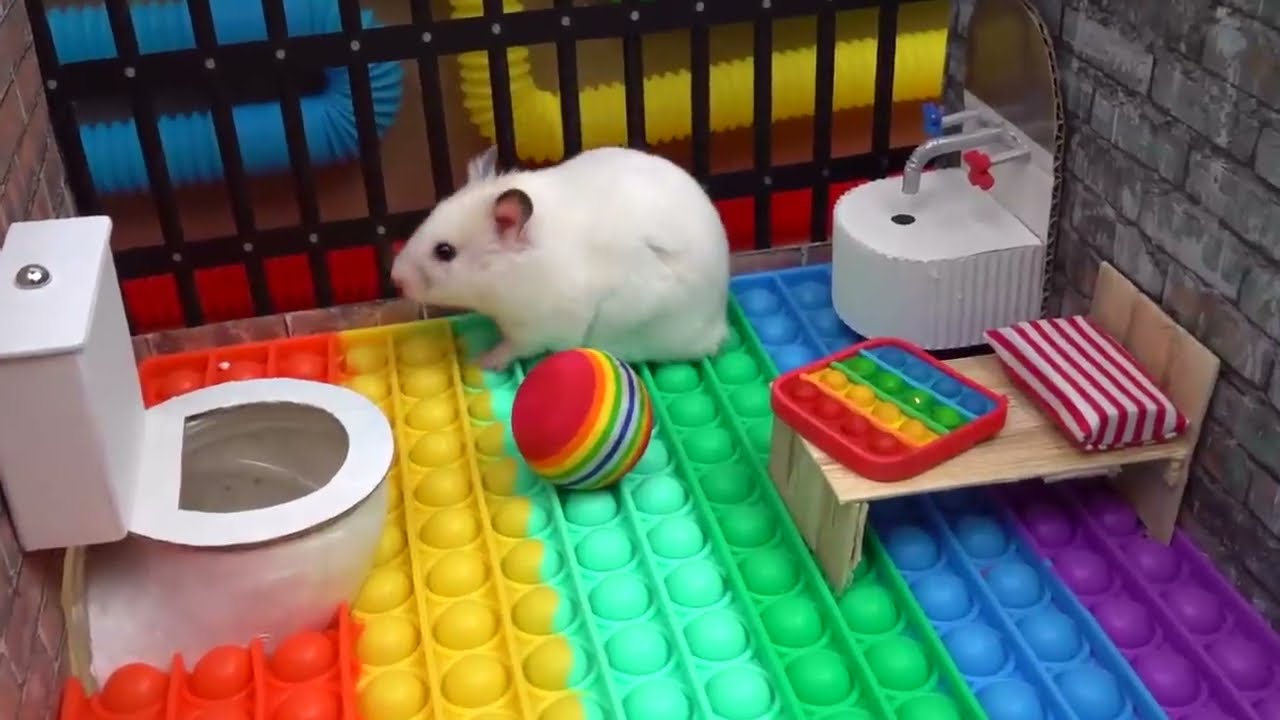 🐹Hamster vs Pop Lt maze for pets 🐹