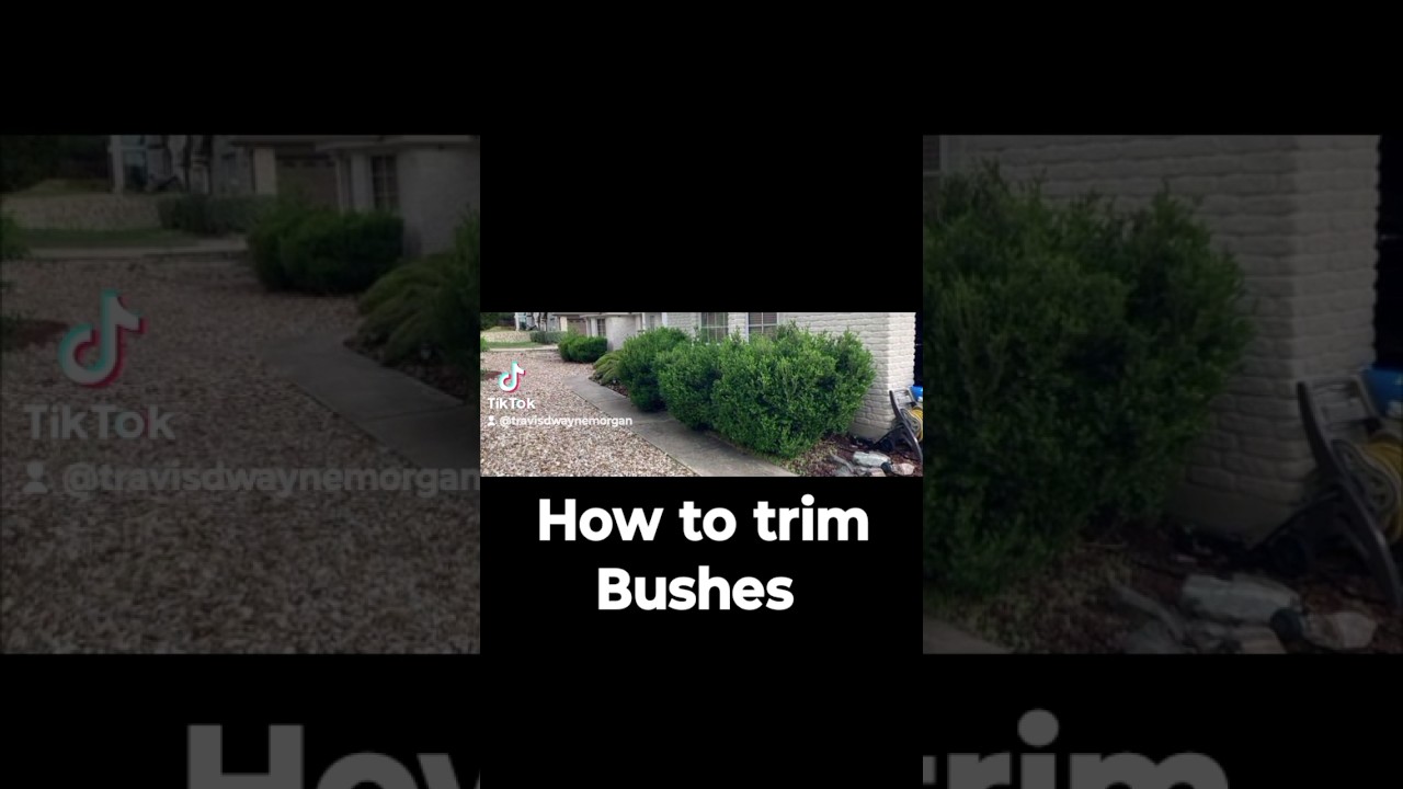 How to trim bushes and shrubs #bushes #trim #howtotrim #landscape #shorts