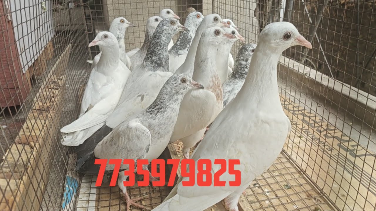 Andhra pigeon Bacha video || Top quality andhra pigeon video 