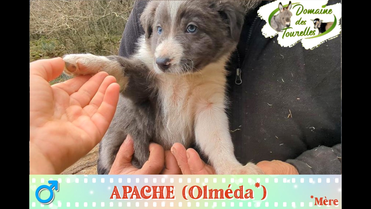 Diaporama de APACHE (mâle 2 d'Olmeda* - 2025/2026)