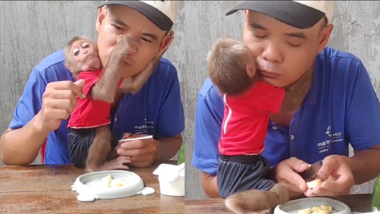 This Baby Monkey’s Love for Dad Will Melt Your Heart 🐵❤️