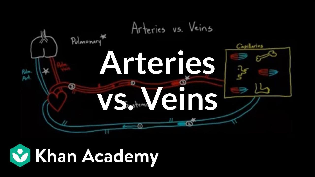 Arteries vs. veins-what's the difference? | Circulatory system physiology | NCLEX-RN | Khan Academy