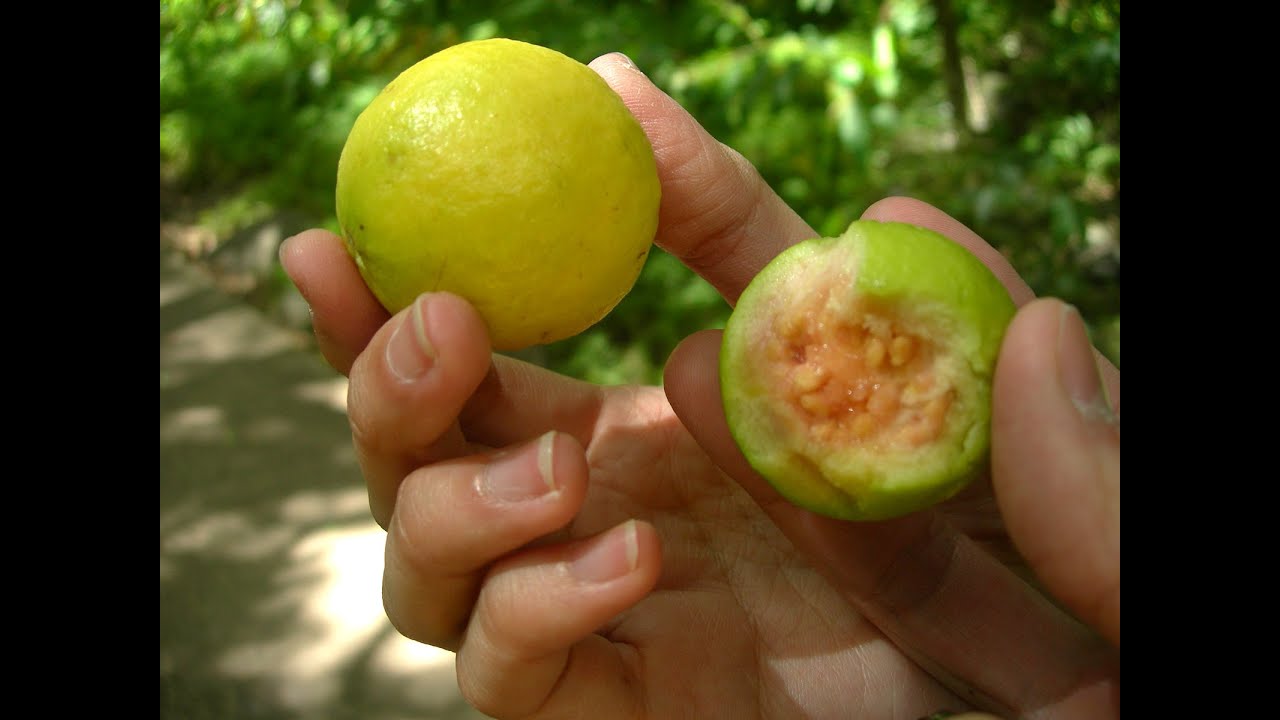 Control de Plagas en un cultivo de Guayaba - TvAgro por Juan Gonzalo Angel